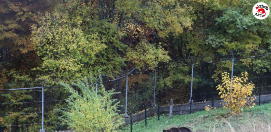 Двете нови мечки в парка