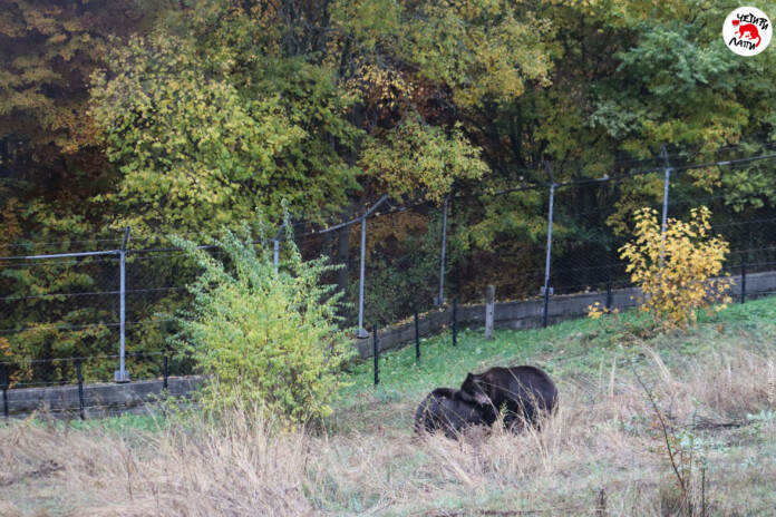 Двете нови мечки в парка Двете нови мечки в парка