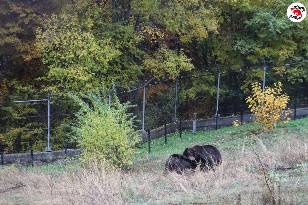 ПАРК ЗА МЕЧКИ Белица управляван съвместно от ЧЕТИРИ ЛАПИ и