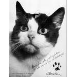 Котката, летяла в Космоса