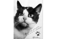 Котката, летяла в Космоса