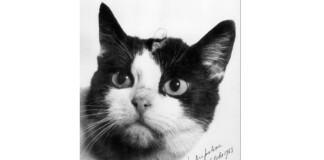 Котката, летяла в Космоса