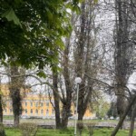 Фиданки в Асеновград