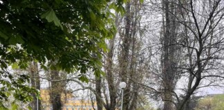 Фиданки в Асеновград