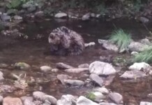 Загубена битка: мечето край Смолян не оцеля след тежки наранявания Починало мече