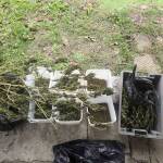 Намерена марихуана. Снимка: ОДМВР-Бургас