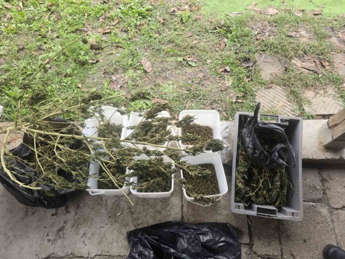 Намерена марихуана. Снимка: ОДМВР-Бургас Намерена марихуана. Снимка: ОДМВР-Бургас