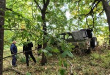 Незаконна сеч