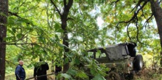 Незаконна сеч