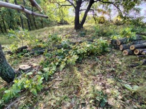 Задържаха мъж за незаконна сеч край Рударци 1 Незаконна сеч