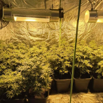 Оранжерията за канабис
