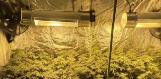 Оранжерията за канабис