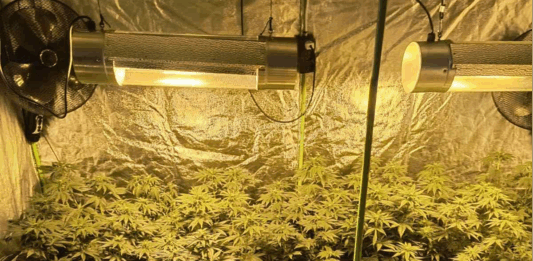 Оранжерията за канабис