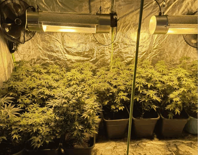 Оранжерията за канабис Оранжерията за канабис