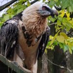 Брадат лешояд