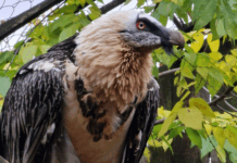 Брадат лешояд