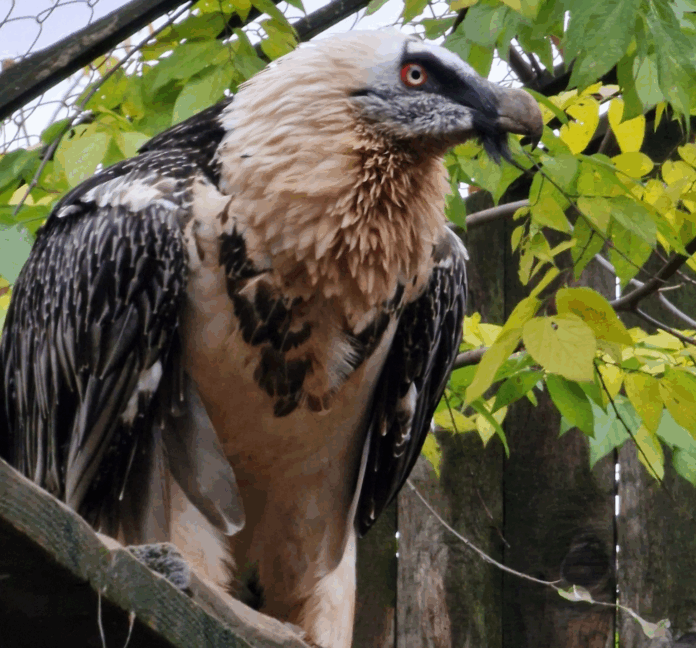 Брадат лешояд