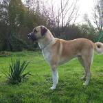 Две кучета нападнаха 91-годишен мъж в село Плазище Куче порода „Кангал“