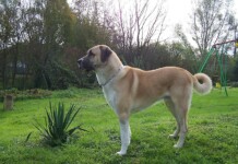 Куче порода „Кангал“