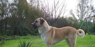 Куче порода „Кангал“