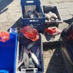 Сигнал за нерегламентирана търговия на риба Иззетата риба от ИАРА