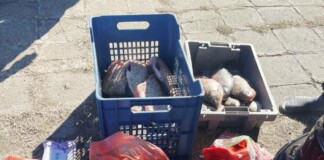 Иззетата риба от ИАРА