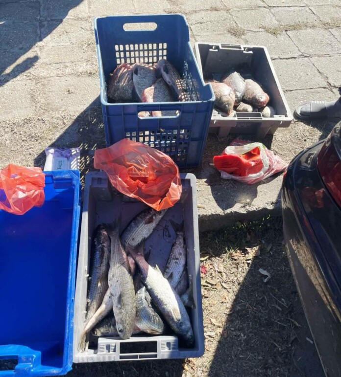 Иззетата риба Иззетата риба от ИАРА