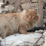 Котка в разрушения Алепу