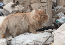 Котка в разрушения Алепу