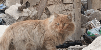 Котка в разрушения Алепу
