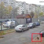 Лекарят, прегазил кучето Мая в София, е напуснал България Прегазено куче в кв. "Разсадника" в София