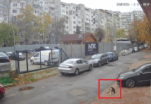 Прегазено куче в кв. "Разсадника" в София