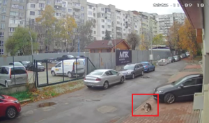 Прегазено куче в кв. "Разсадника" в София