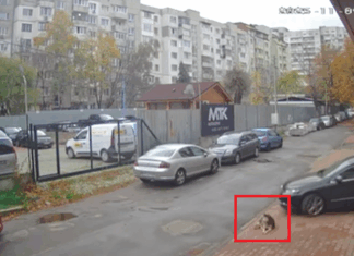 Прегазено куче в Разсадника