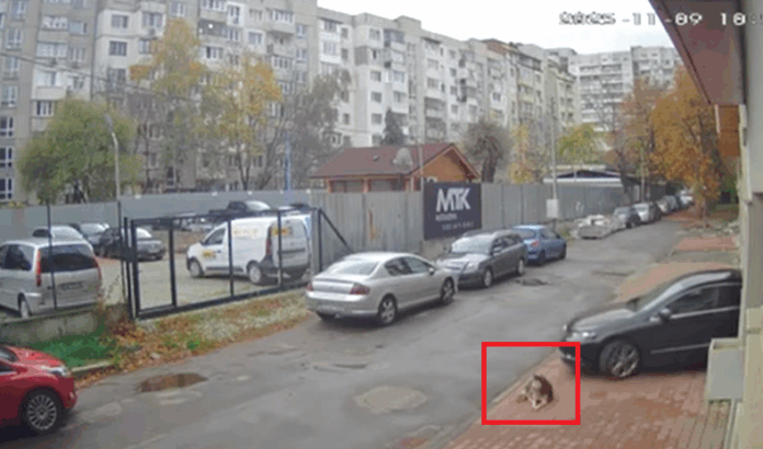 Прегазено куче в кв. "Разсадника" в София Прегазено куче в кв. "Разсадника" в София