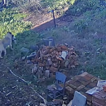 Село в Община Средец се вдигна срещу кучета, които нападат и убиват животни (ВИДЕО) Едно от кучетата