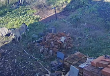 Село в Община Средец се вдигна срещу кучета, които нападат и убиват животни (ВИДЕО) Едно от кучетата