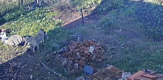 Едно от кучетата