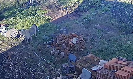 Едно от кучетата Снимка Кадър от видео
Две кучета порода кангал