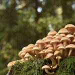 Халюциногенни гъби. Враца