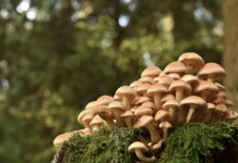 Мъж е пробвал да изпрати халюциногенни гъби чрез куриерска фирма във Враца Халюциногенни гъби. Враца