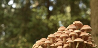Халюциногенни гъби. Враца