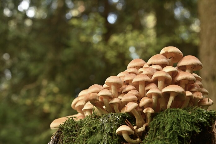 Халюциногенни гъби Халюциногенни гъби. Враца