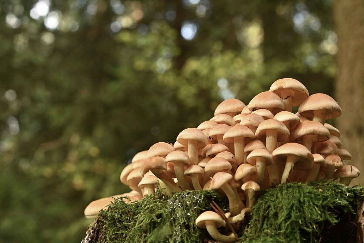 Мъж е опитал да изпрати халюциногенни гъби с куриерска фирма