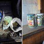 8 кг марихуана са иззети при акция край Бобов дол, задържан е перничанин Марихуана