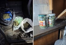 8 кг марихуана са иззети при акция край Бобов дол, задържан е перничанин Марихуана