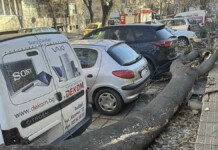 Паднало дърво в Сопот