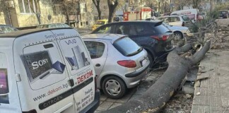 Паднало дърво в Сопот