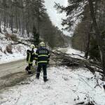 Паднало дърво заради вятър