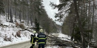 Паднало дърво заради вятър